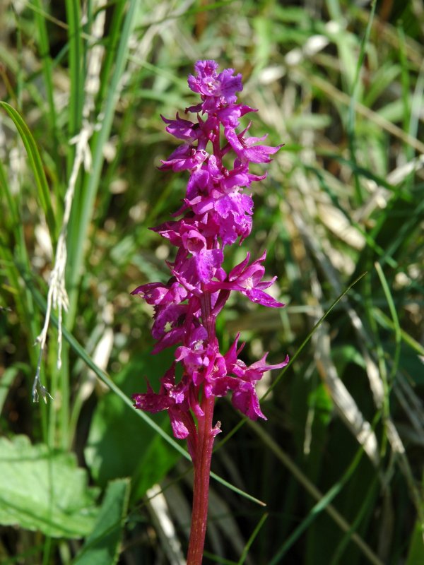 Orchis mascula della Lombardia.